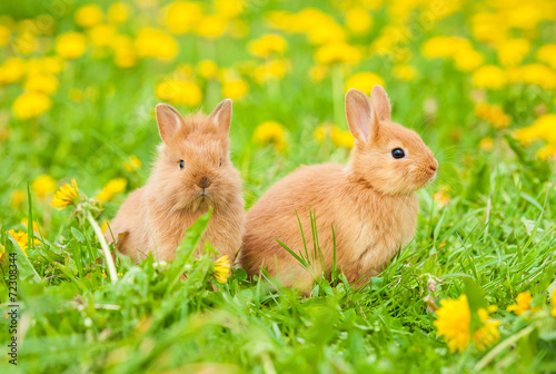 Obraz na płótnie Two little rabbits sitting on the field with dandelions w salonie