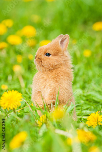 Little red rabbit sitting in flowers