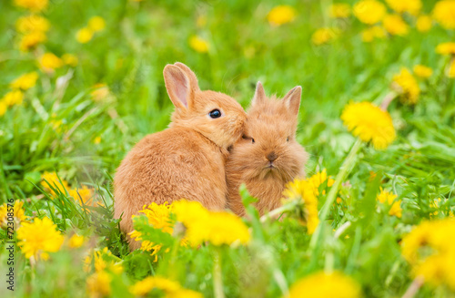 Two little rabbits sitting on the field with dandelions
