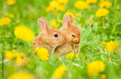 Two little sweet rabbits sitting in flowers outdoors