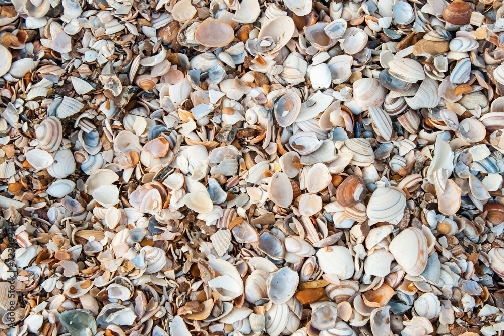 several seashells on the beach several seashells on the beach