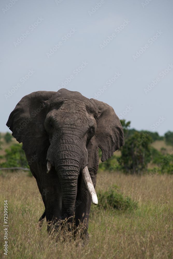 Fototapeta premium elephant