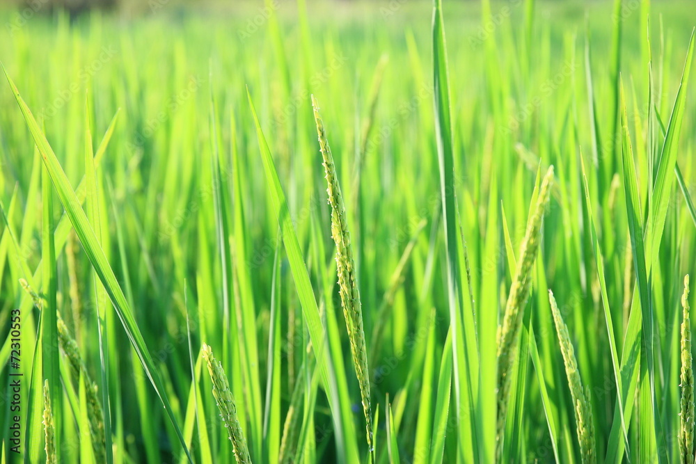 Crops in the field, the greenery.