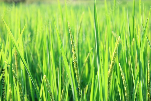 Crops in the field, the greenery.