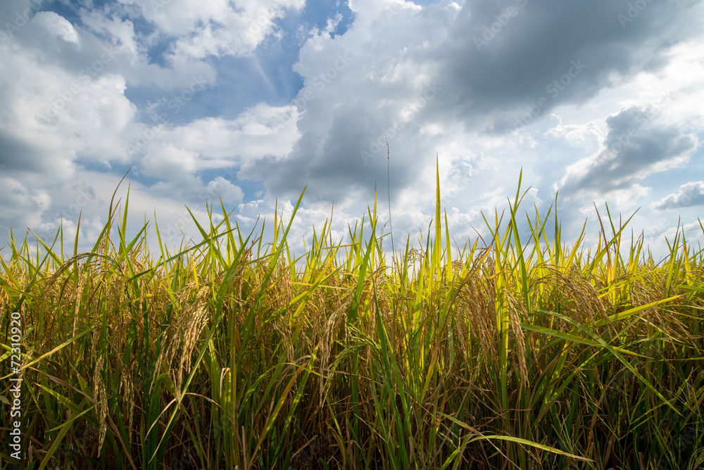 Fototapeta premium Rice field gold and cloud sky