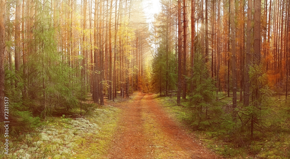 Naklejka premium autumn landscape in the spruce forest