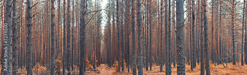 Obraz na płótnie autumn landscape in the spruce forest