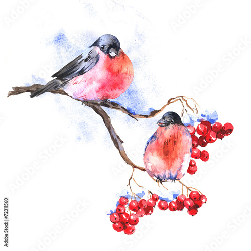 Winter Watercolor background with bullfinches