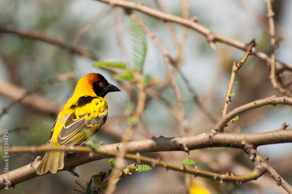 Yellow and Black Weaver Bird Yellow and Black Weaver Bird
