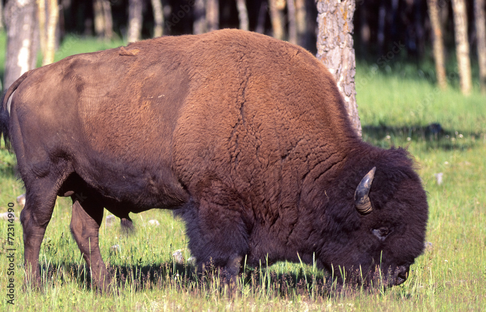 Bison bull Bison bull