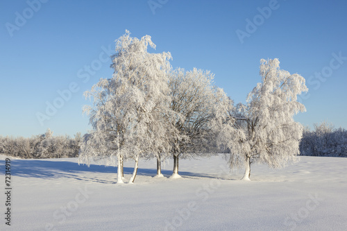 Hoarfrost covered trees
