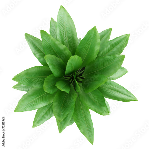 top view of houseplant in pot isolated on white background