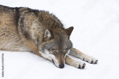 Wolf resting in the snow © Ana Gram