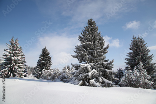 Winterbäume für Weihnachtskarten © Arcyd