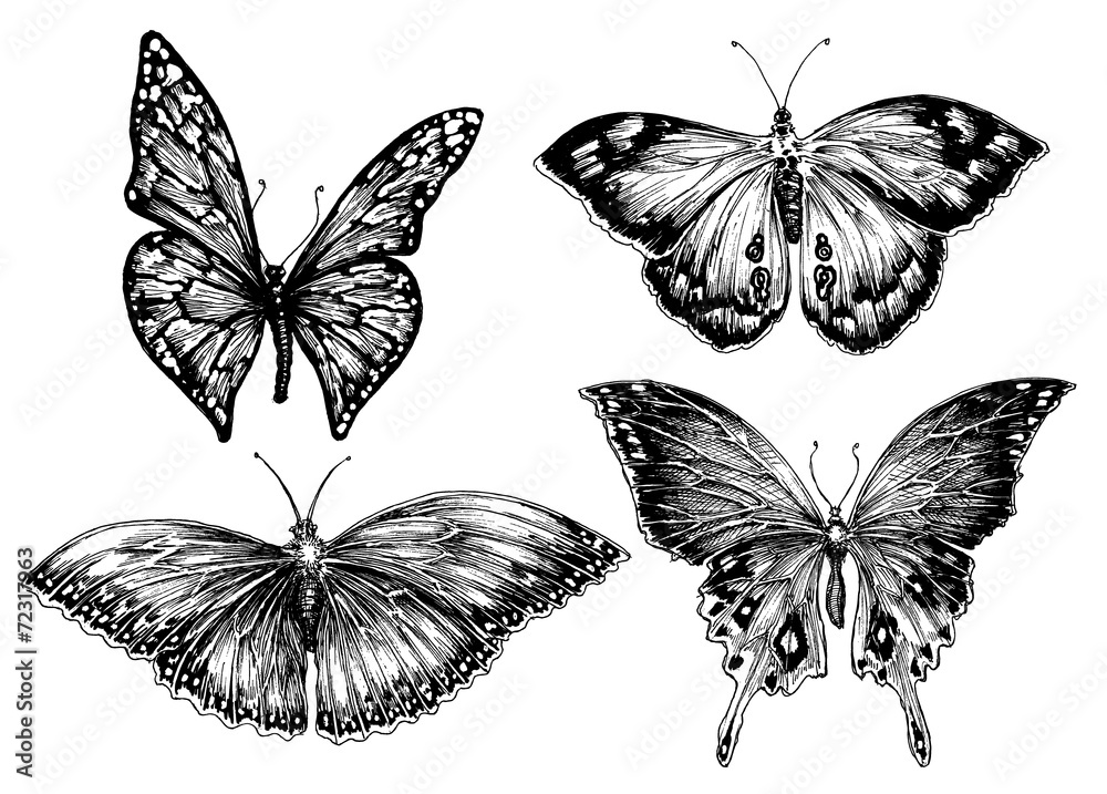 Fototapeta premium Butterfly vector set
