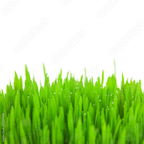 Fresh green wheat grass with drops and bokeh / isolated
