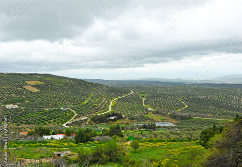 Paisaje desde Úbeda, provincia de Jaén, España. Olivares de Jaén