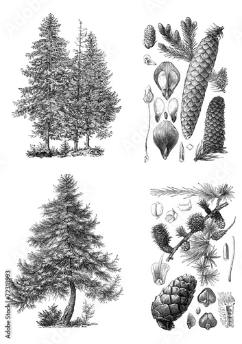 Silhouettes of a pine and fir trees