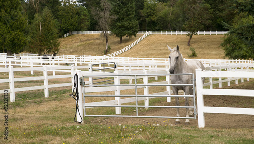 Fototapeta Naklejka Na Ścianę i Meble -  Beautiful White Horse Equestrian Stable Animal Paddock