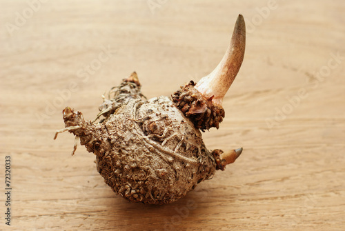 Elephant yam, Stanley s water-tub, Konjac