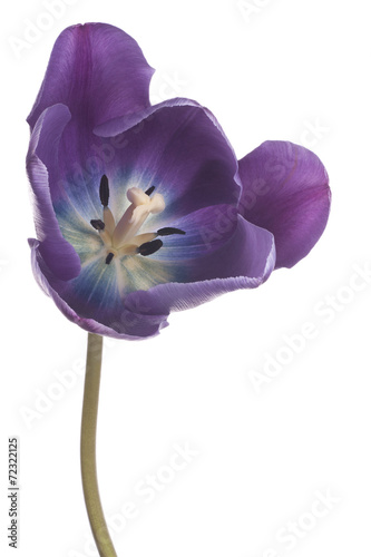 Fototapeta Naklejka Na Ścianę i Meble -  tulip