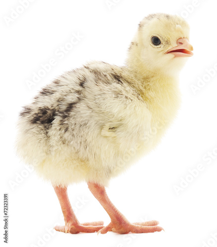 Chicken turkey