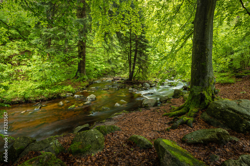Fototapeta Naklejka Na Ścianę i Meble -  grüner Wald