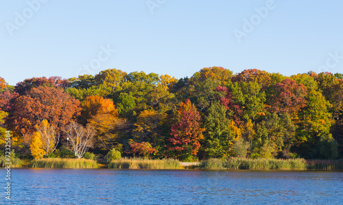 Trees along a lake in the fall