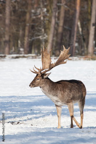 fallow deer in winter