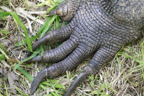 Komodo dragon Claw