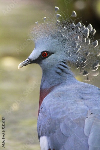 Victoria Crowned Pigeon © Ana