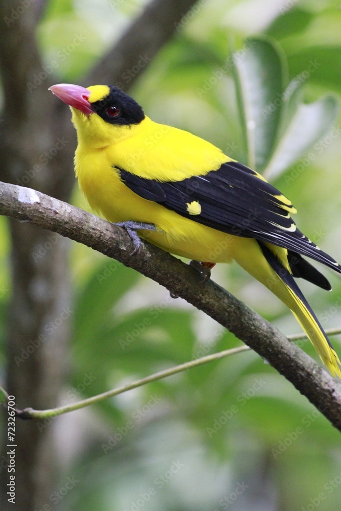 Fototapeta premium Black-naped (Oriolus chinensis)