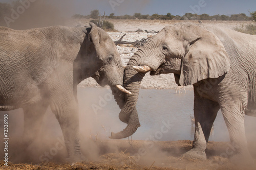 fighting elephants