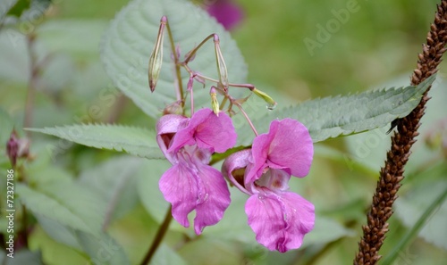 Tableau sur toile Himalayan balsam flower and leaves