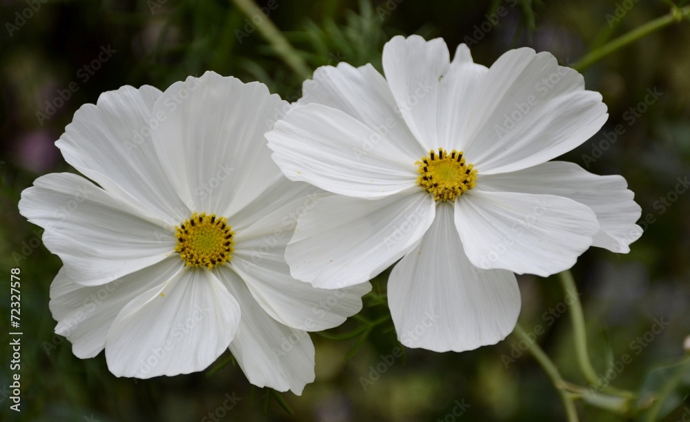 Cosmos flower and green leaves Cosmos flower and green leaves