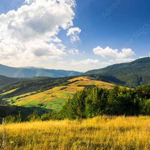 trees in mountain valley at sunrise