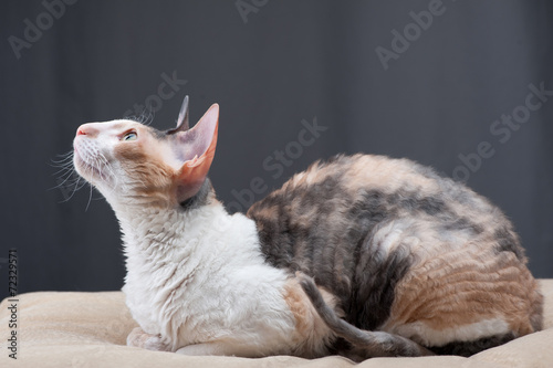 Fotografía Cornish Rex Cat