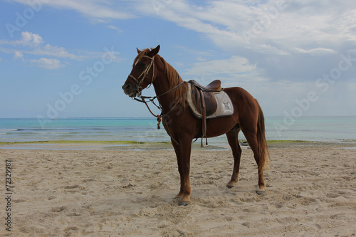 Brown horse on white sand beach