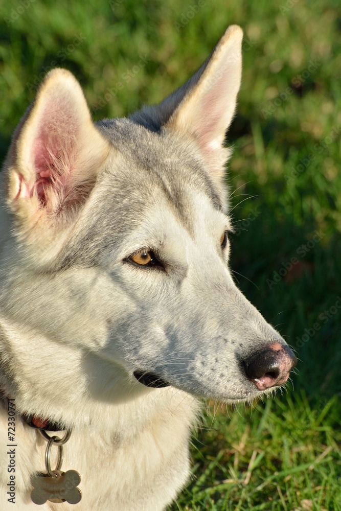White Husky Dog