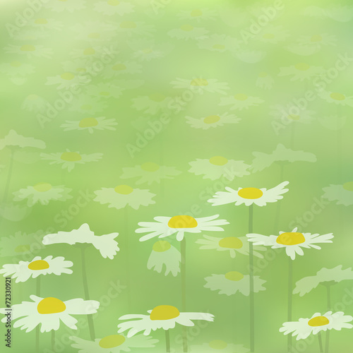 Background with chamomile flowers on the field
