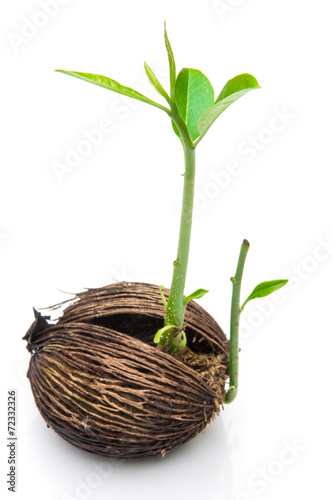 Eco concept, Young plant on white background