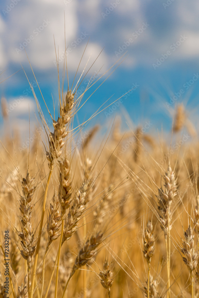 A wheat field, fresh crop of wheat A wheat field, fresh crop of wheat