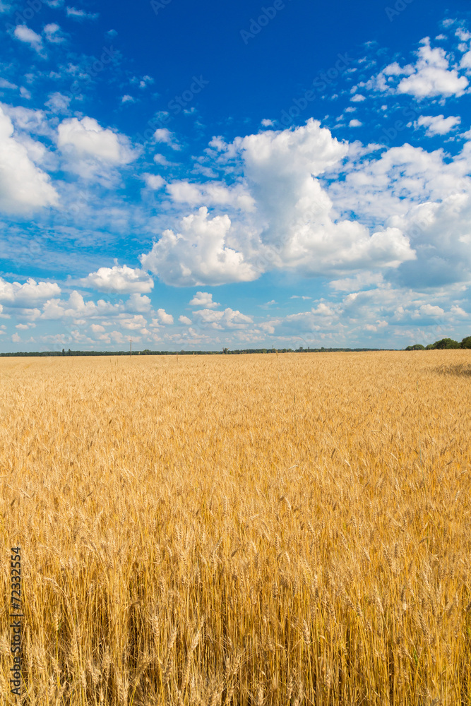 A wheat field, fresh crop of wheat