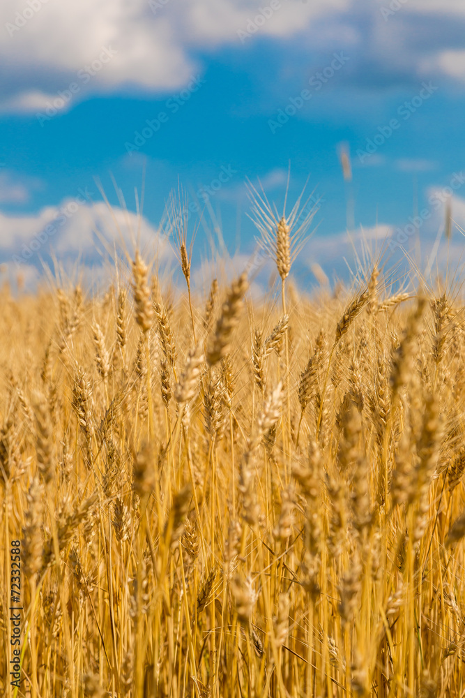 A wheat field, fresh crop of wheat A wheat field, fresh crop of wheat