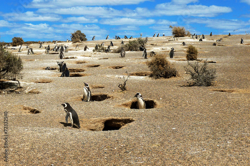 Colony of Magellanic Penguins at Punta Tombo, Argentina photo