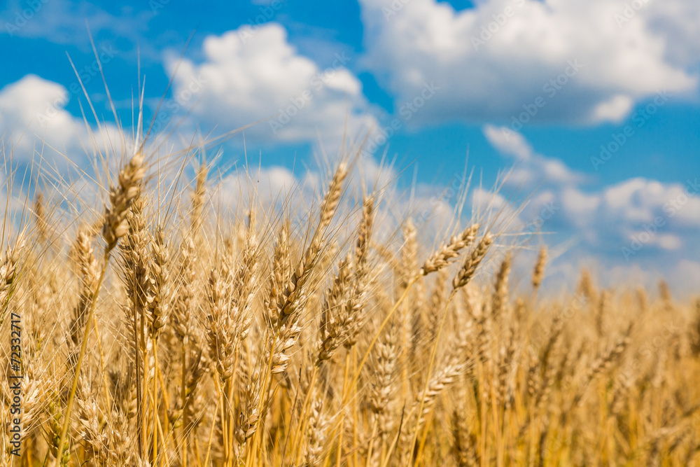 A wheat field, fresh crop of wheat A wheat field, fresh crop of wheat