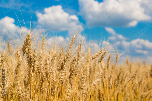 A wheat field, fresh crop of wheat
