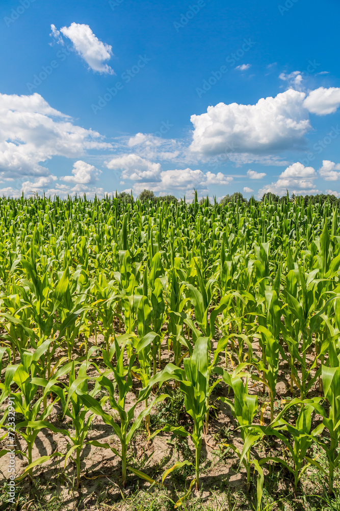 Green corn field