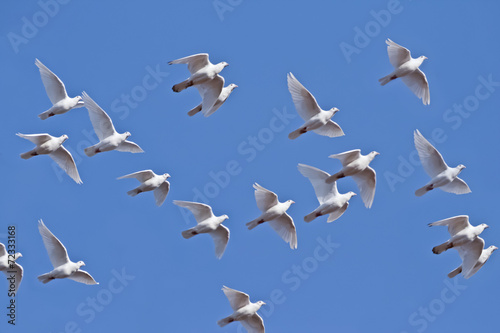Weiße Tauben fliegen am blauen Himmel