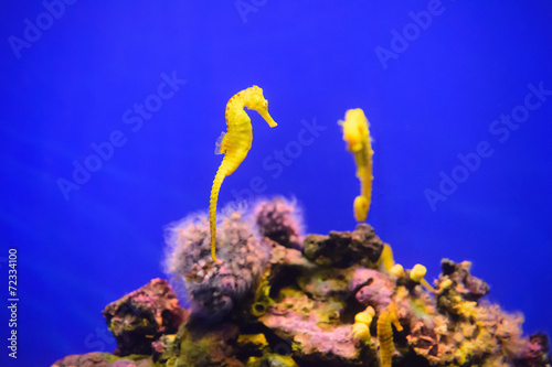 Yellow seahorse in aquarium